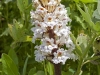 Family Orobanchaceae - 1 Orobanche crenata