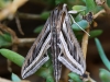 Moths of Morocco - 4 20160926_5587