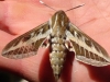 Moths of Morocco - 3 DSC06591