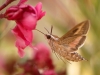 Moths of Morocco - 7b
