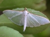 Moths of Morocco - 8    IMG_9341