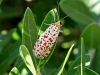 Moths of Morocco - 1