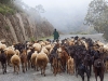 Shepherds & Herders - 1b