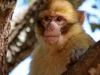 Barbary Macaque - 2