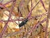Morocco Beetle - 22b