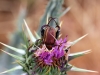 Morocco Beetle - 6