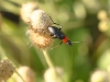 Morocco Beetle - 16b
