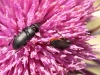 Morocco Beetle - 4 20160515_5413