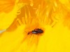 Morocco Beetle - 16c  20180417_8746