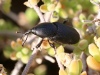Morocco Beetle - 21 - Weevil  20180622_8939