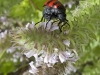 Morocco Beetle - 5b