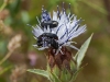 Morocco Beetle - 2b IMG_1515