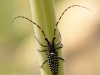 Morocco Beetle - 22a IMG_8376