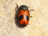 Morocco Beetle - 12 IMG_8381