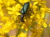 Morocco Beetle - 10 IMG_8504