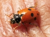 Morocco Beetle - 11 IMG_8514