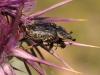 Morocco Beetle - 23 IMG_8554