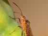 Insects: Order Hempitera - 8    IMG_8315