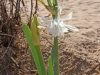 Bulb Plants of Morocco - 12b