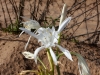 Bulb Plants of Morocco - 12a