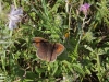 Butterflies - 20