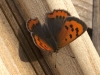 Butterflies - 14