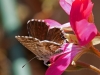 Butterflies - 12