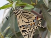 Swallowtail Butterfly 1