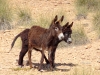 Donkey - 6