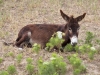 Donkeys - 4