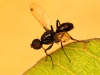 Fly - 13 IMG_8255