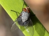 Fly - 21 IMG_8282-1