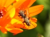 Fly - 15 IMG_8369