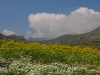 White and Yellow Wildflowers With Mountains Near Moulay Isdriss