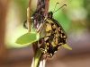 Swallowtails - 1