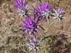 Moroccan Thistles - 14a