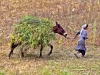 Harvesting: Food For Their Animals - 3