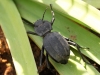 Morocco Beetle - 8 IMG_8311