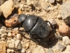 Morocco Beetle - 15 IMG_8360