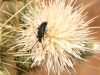 Morocco Beetle - 18 IMG_8478