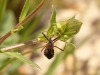 Insects: Order Hempitera - 4 IMG_8372