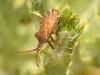 Insects: Order Hempitera - 6 IMG_8675