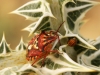 Insects: Order Hempitera - 7 IMG_8775