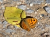 Butterflies - 11