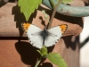 Butterflies - 4