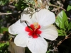 Dar Balmira Botanical Garden - Hibiscus -2 a   150515Hibis