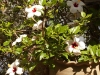 Dar Balmira Botanical Garden - Hibiscus - 2b  150527_5