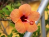 Dar Balmira Botanical Garden - Hibiscus - 3    20150527_1871
