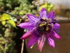 Dar Balmira Botanical Garden Passiflora - 2      20160922_5612
