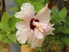 Dar Balmira Botanical Garden - Hibiscus - 5   20180708_9056